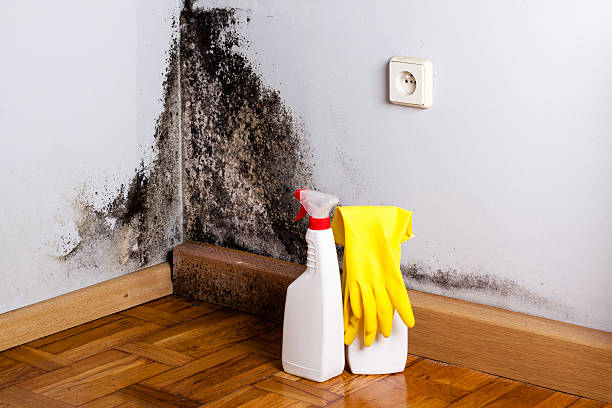 Reliable Hillsboro, MO Mold Removal Solutions